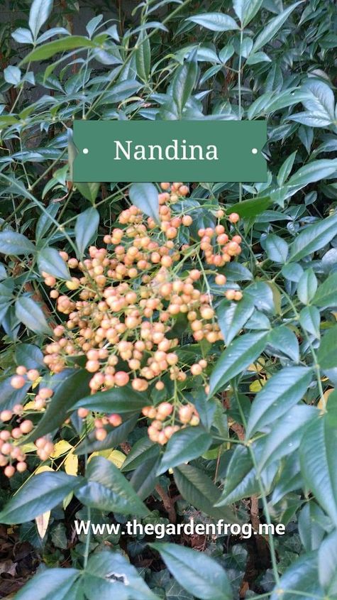 invasive poisonous nandina bamboo garden tip, gardening