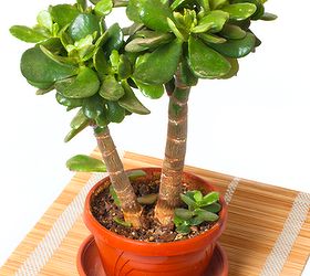 different types of indoor bonsai trees, gardening, Crassula ovata