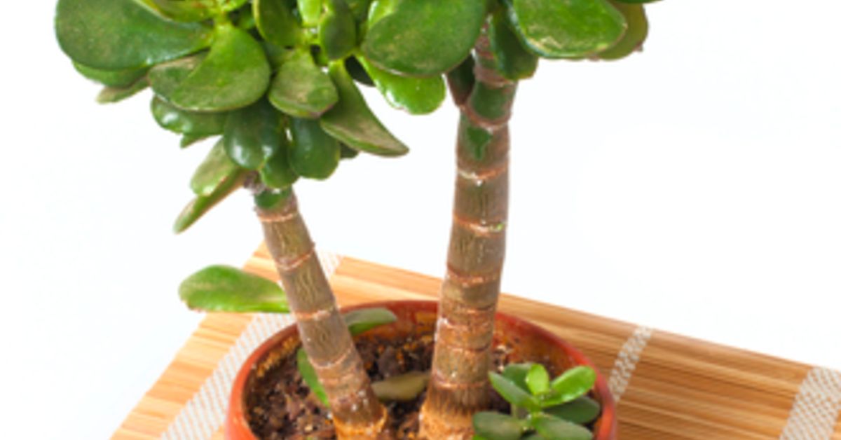 Different Types of Indoor Bonsai Trees | Hometalk