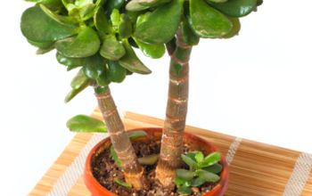 A Look at Different Types of Indoor Bonsai Plants