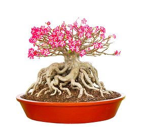 kalanchoe plant indoor or outdoor Buy Kalanchoe (Orange)