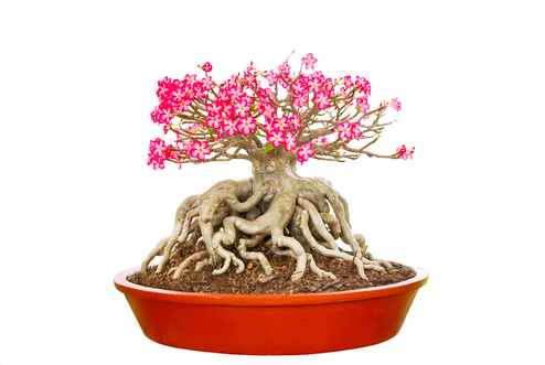 different types of indoor bonsai trees, gardening, Adenium