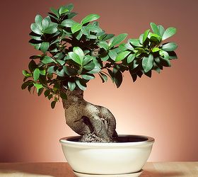 different types of indoor bonsai trees, gardening, Ficus
