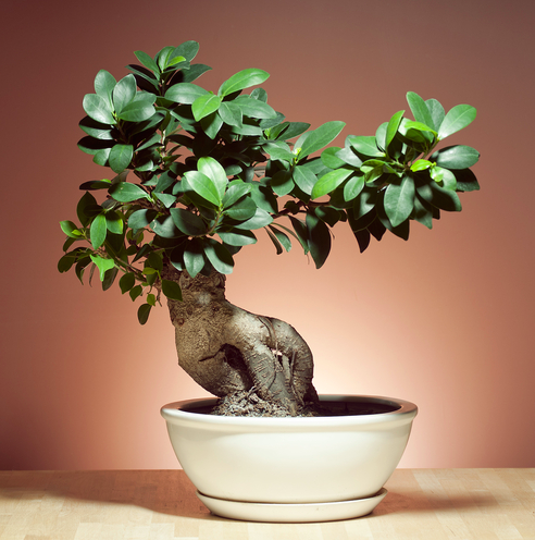 uma olhada nos diferentes tipos de plantas de bonsai de interior, ficus