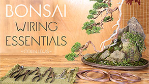 different types of indoor bonsai trees, gardening