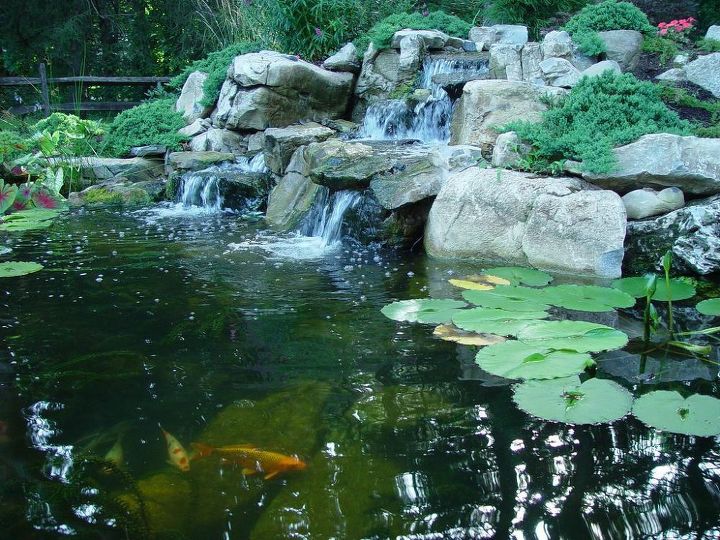 backyard koi pond tricks and tips, landscape, ponds water features, Pond Lilies