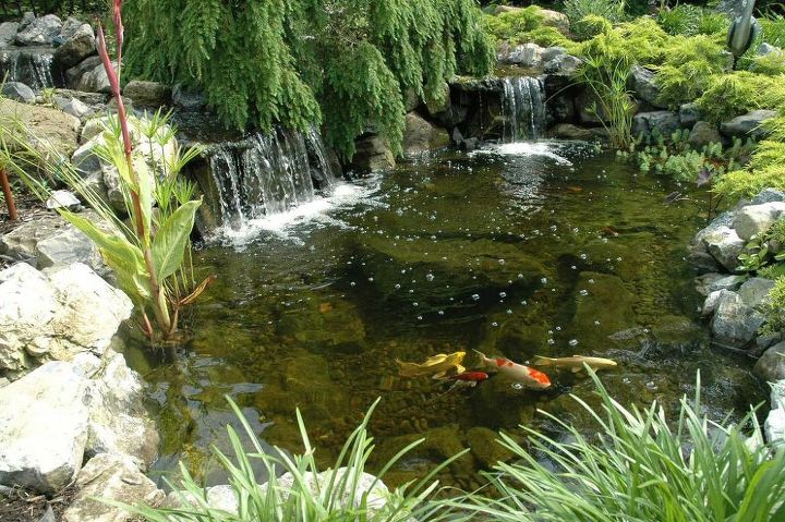 backyard koi pond tricks and tips, landscape, ponds water features, Pond Fish in Fall