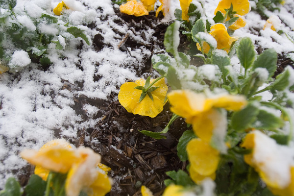 5 pasos clave para preparar tu jardin para el frio del invierno, Paso 1 Recortar y recortar