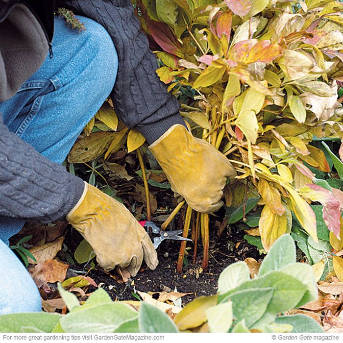 5 passos fundamentais para preparar o seu jardim para o frio do inverno, Etapa 2 limpar
