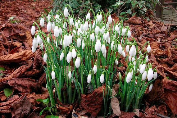 5 key steps to get your garden ready for winter s chill, gardening, Step 4 Mulch your Bulbs