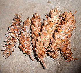 diy pine cone wreath using chicken wire