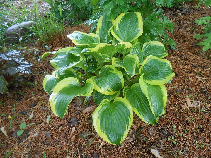 fall cleanup of hosta