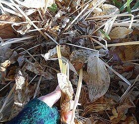 fall cleanup of hosta