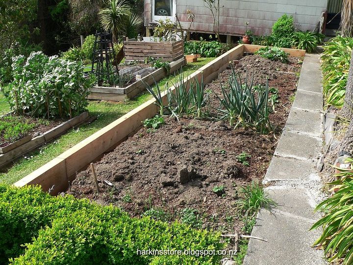 new vegetable edging and black iris in bloom, concrete masonry, diy, gardening
