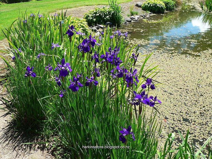 the iris garden inspiration, flowers, gardening, landscape, Water loving Irises