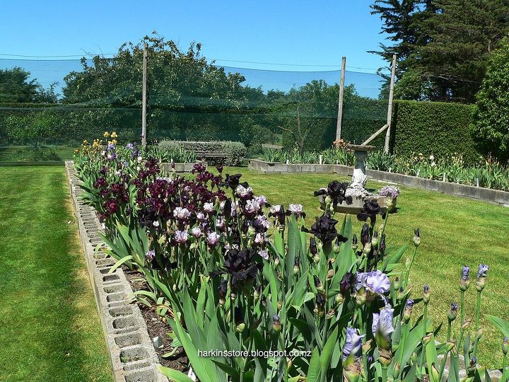 the iris garden inspiration, flowers, gardening, landscape