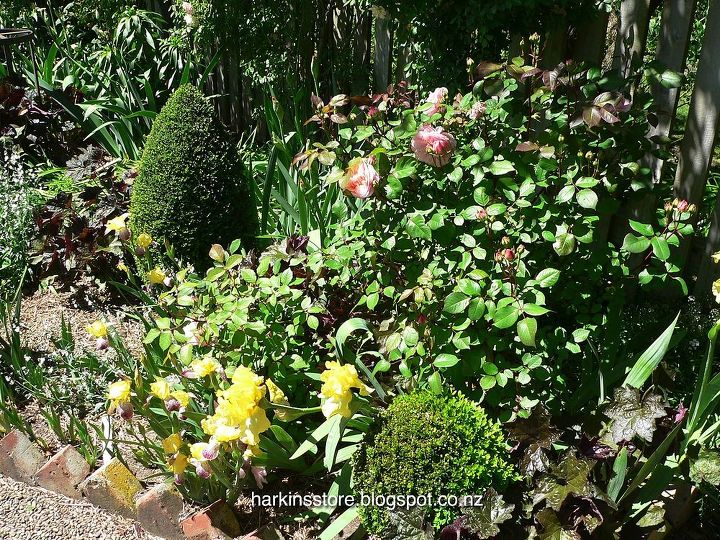 el jardn de lirios, Buxus topiary Iris y Paeonies