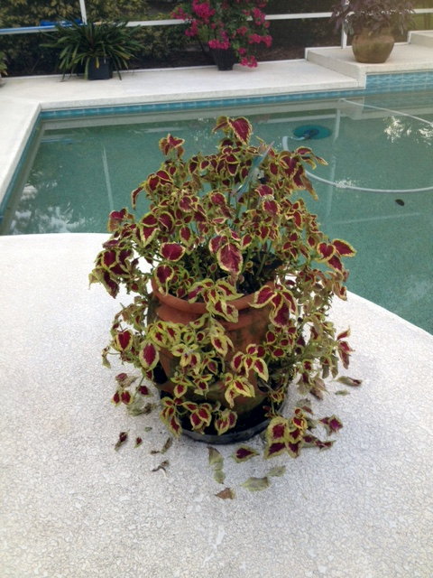 problema do coleus