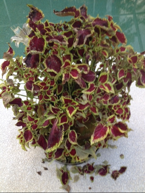 coleus problem