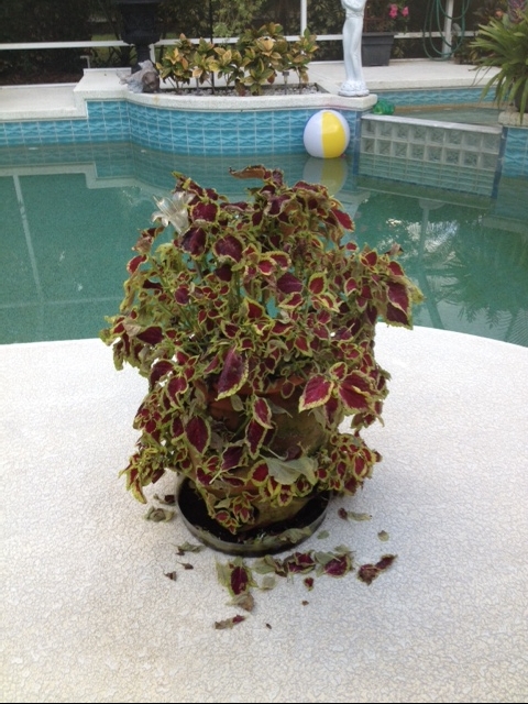 coleus problem