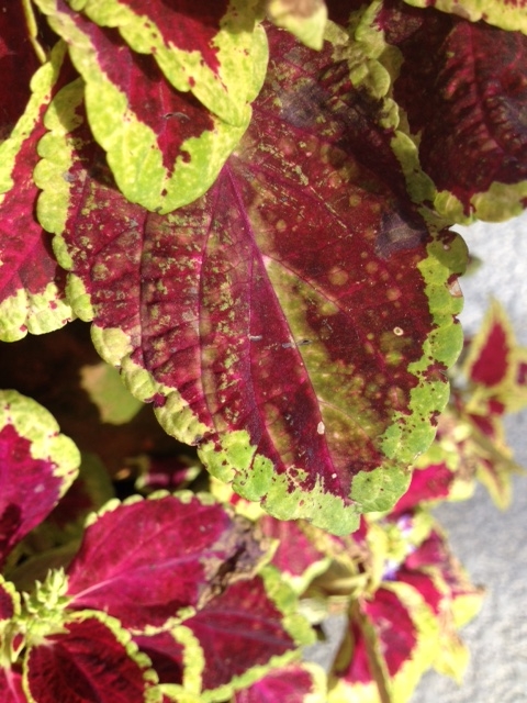 coleus problem