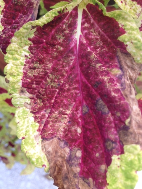 coleus problem