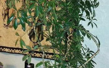 Schefflera (Umbrella Plant) My #1 Favorite House Plant Choice