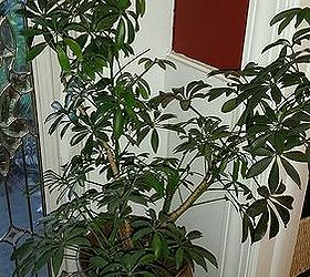 schefflera umbrella plant favorite house plant choice, gardening