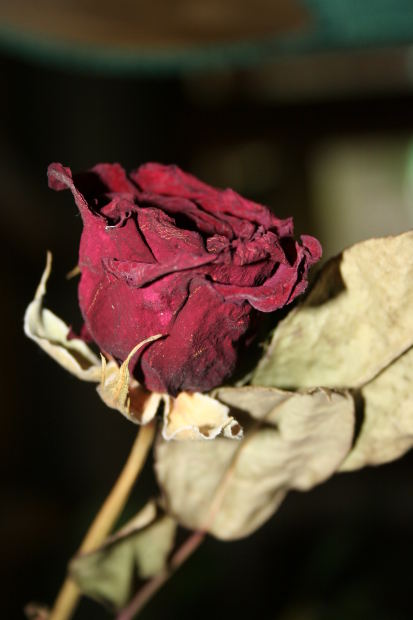 hacer cuentas de rosario con ptalos de rosa, Puede utilizar rosas secas