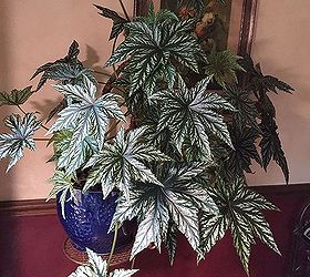 easy indoor plants beguiling begonias, gardening