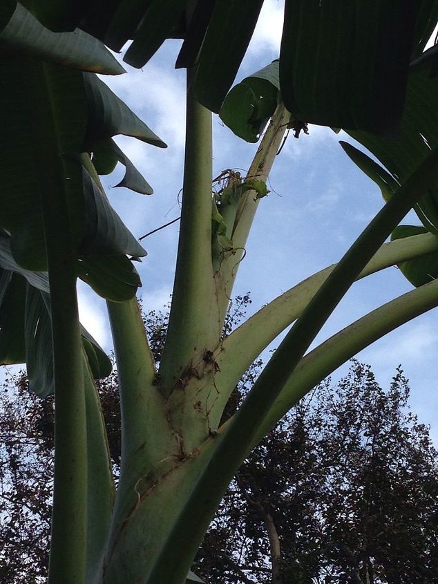 squirrels eating my banana trees