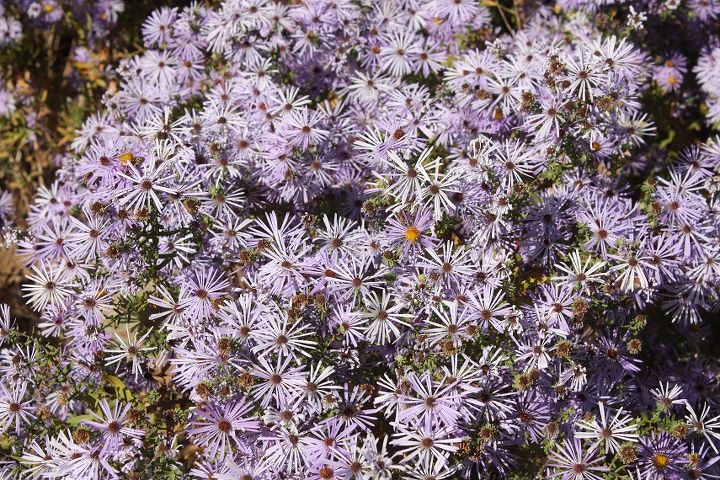 asters plant for fall tips, decks, gardening