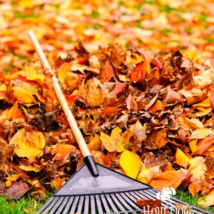 10 dicas para limpar o jardim no outono