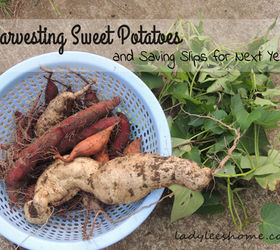 harvesting sweet potatoes tips, gardening, homesteading, raised garden beds