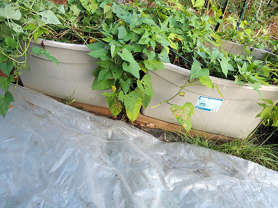 harvesting sweet potatoes tips, gardening, homesteading, raised garden beds