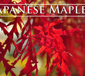 japanese maples plant growing care, flowers, gardening, landscape