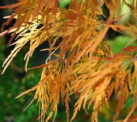 japanese maples plant growing care, flowers, gardening, landscape, A Japanese Maple in my garden