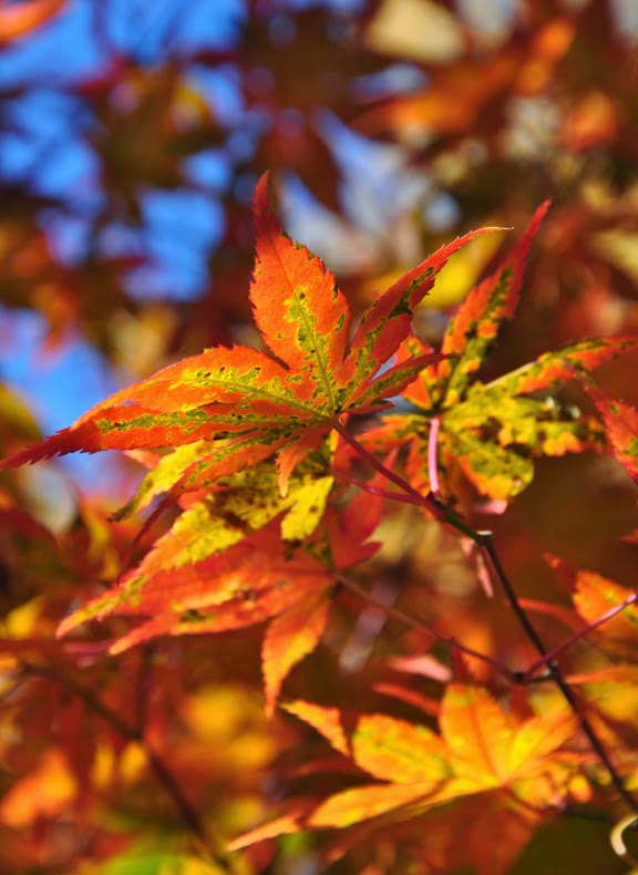 bordos japons cores incrveis do outono