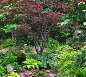 japanese maples plant growing care, flowers, gardening, landscape, Private garden in Milton ON