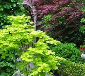 japanese maples plant growing care, flowers, gardening, landscape, Private garden Toronto ON