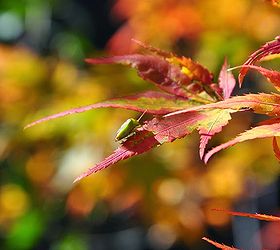 japanese maples plant growing care, flowers, gardening, landscape
