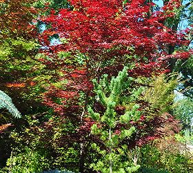 japanese maples plant growing care, flowers, gardening, landscape, Toronto Botanical Gardens Toronto ON