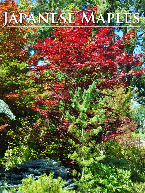 bordos japons cores incrveis do outono, Jardim Bot nico de Toronto Toronto ON