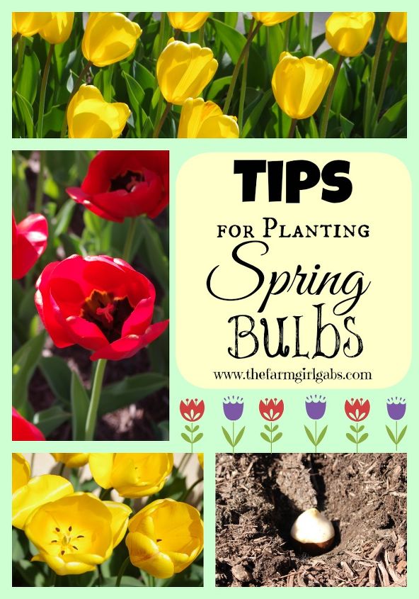 consejos para plantar bulbos de primavera