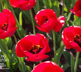 tips for planting spring bulbs, flowers, gardening