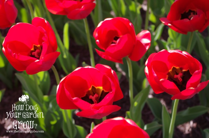 tips for planting spring bulbs, flowers, gardening
