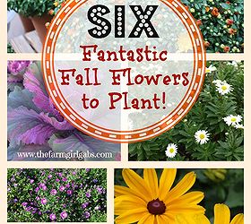 six fantastic fall flowers to plant in your garden, flowers, gardening