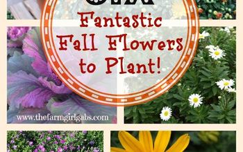  Seis fantásticas flores de outono para plantar no seu jardim