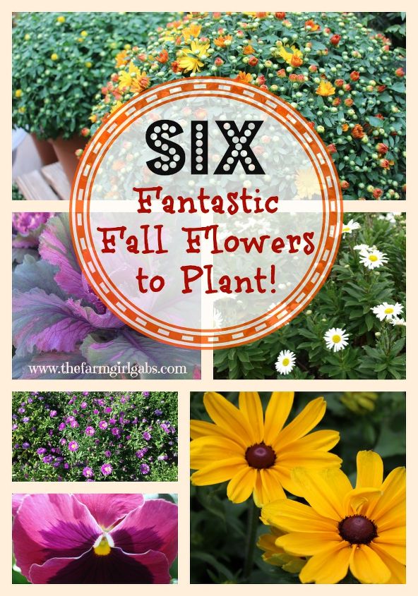 seis fantasticas flores de otono para plantar en tu jardin