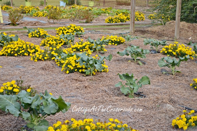 fall vegetable garden ideas, gardening, raised garden beds